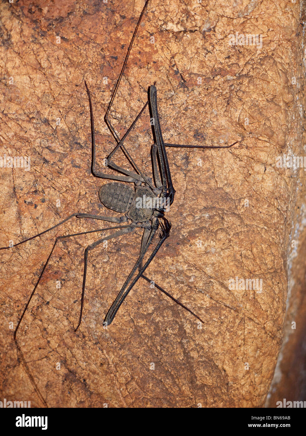 Una grotta spider dell'ordine Amblypygi in Kanchanaburi, Thailandia. Foto Stock