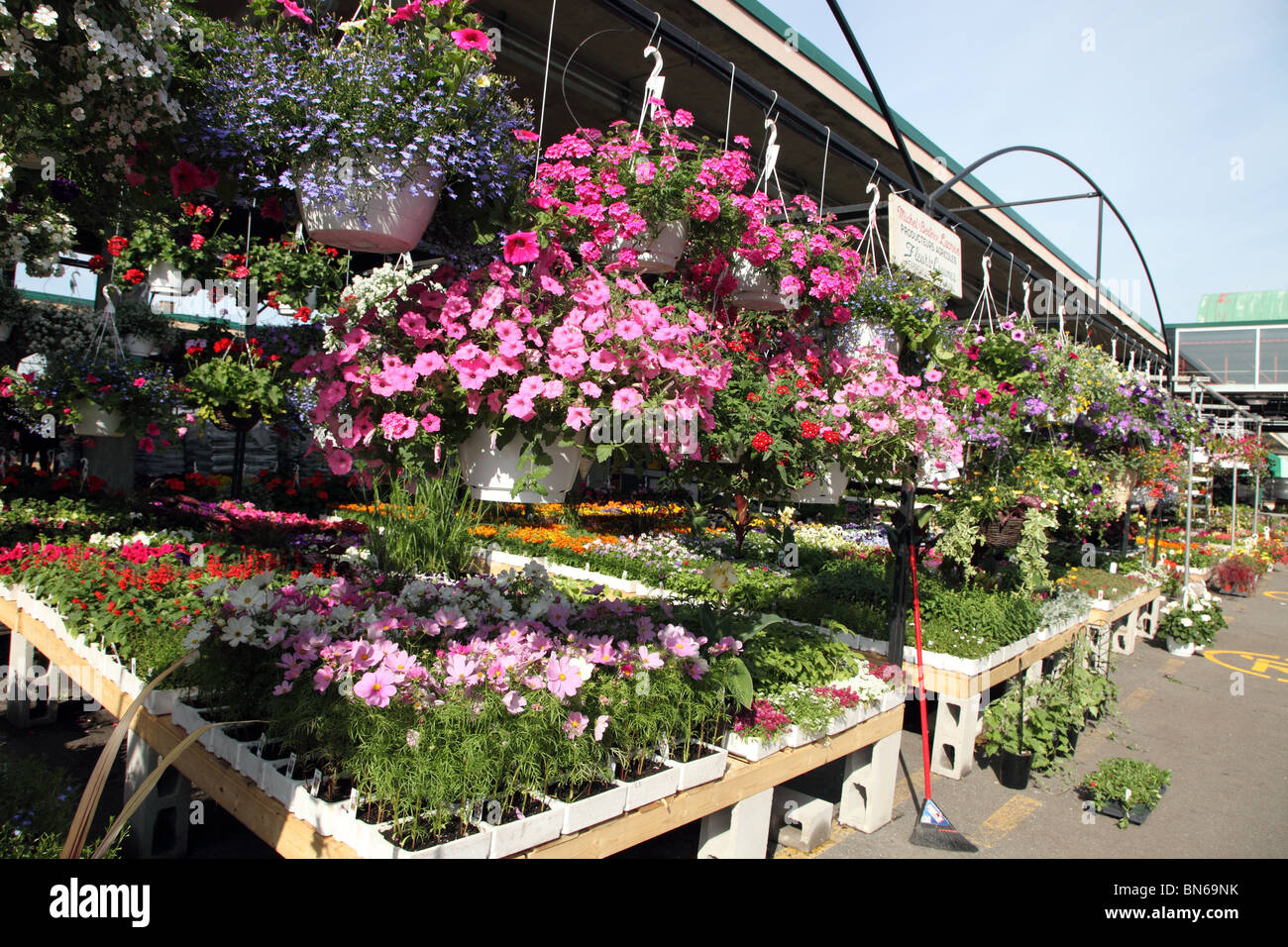 Jean Talon Flower Market, Little Italy, Montreal Foto Stock