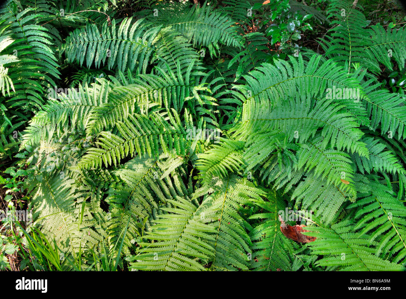 La cannella, felce Osmunda cinnamomea, Ocala National Forest, Florida Foto Stock
