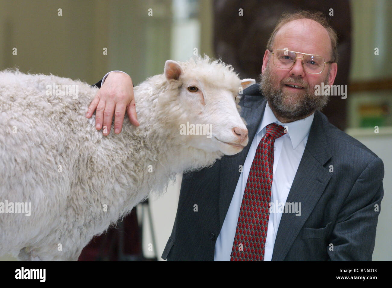 Il professor Ian Wilmut sorge accanto la pecora Dolly, (il gregge che egli guida clone, la creazione del mondo il primo animale clonato). Foto Stock
