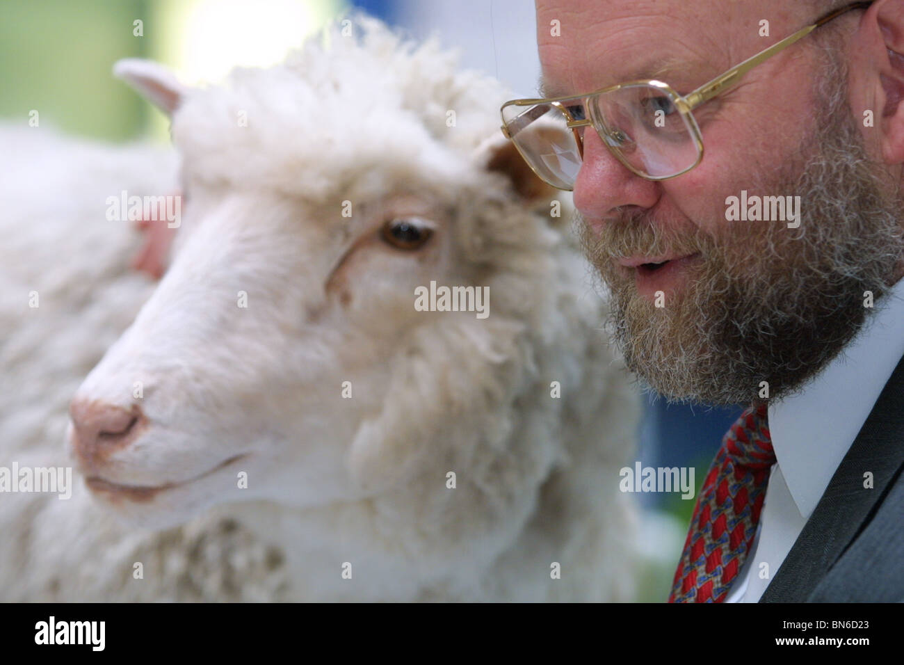 Il professor Ian Wilmut sorge accanto la pecora Dolly, (il gregge che egli guida clone, la creazione del mondo il primo animale clonato). Foto Stock