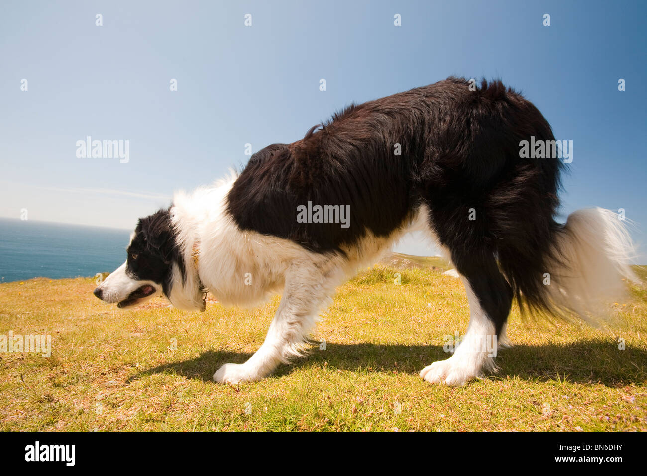 Un Border Collie cane sul Cornish cliff tops nelle vicinanze del Lands End. Foto Stock