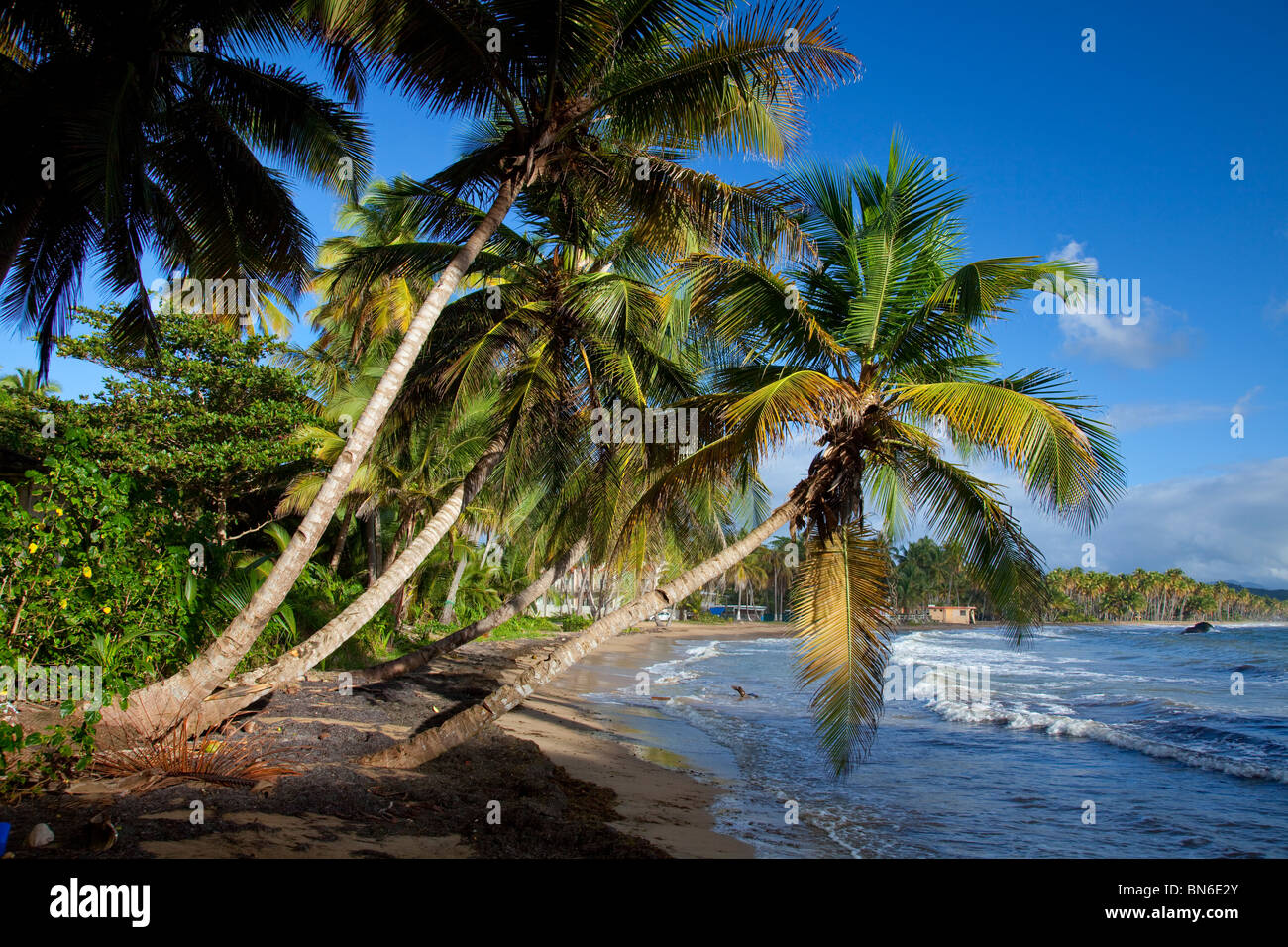 Palme tropicali che sovrastano la spiaggia vicino Yabucoa, Puerto Rico, West Indies. Foto Stock