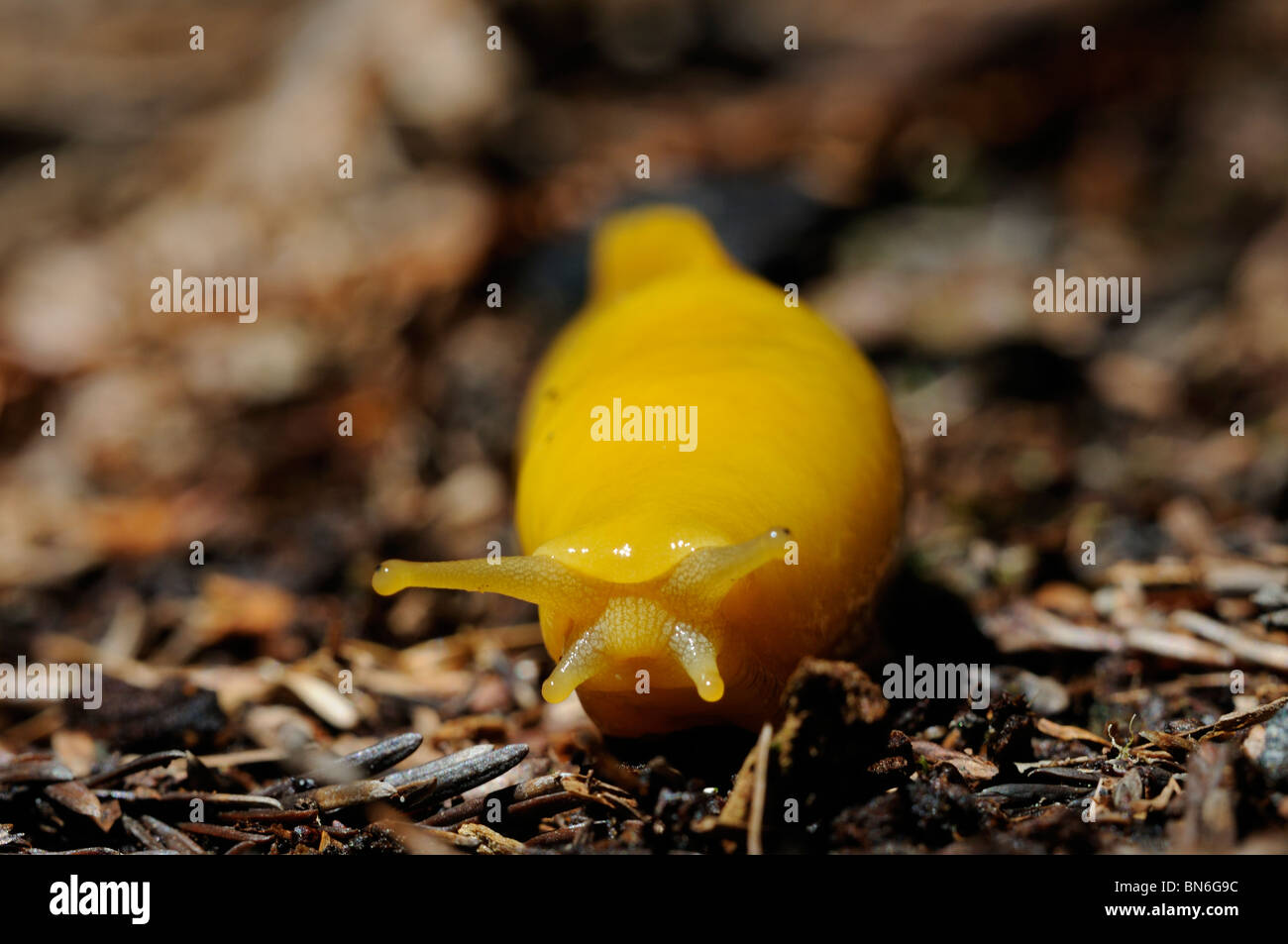 Foto di stock di una banana slug strisciando attraverso il suolo della foresta. Foto Stock