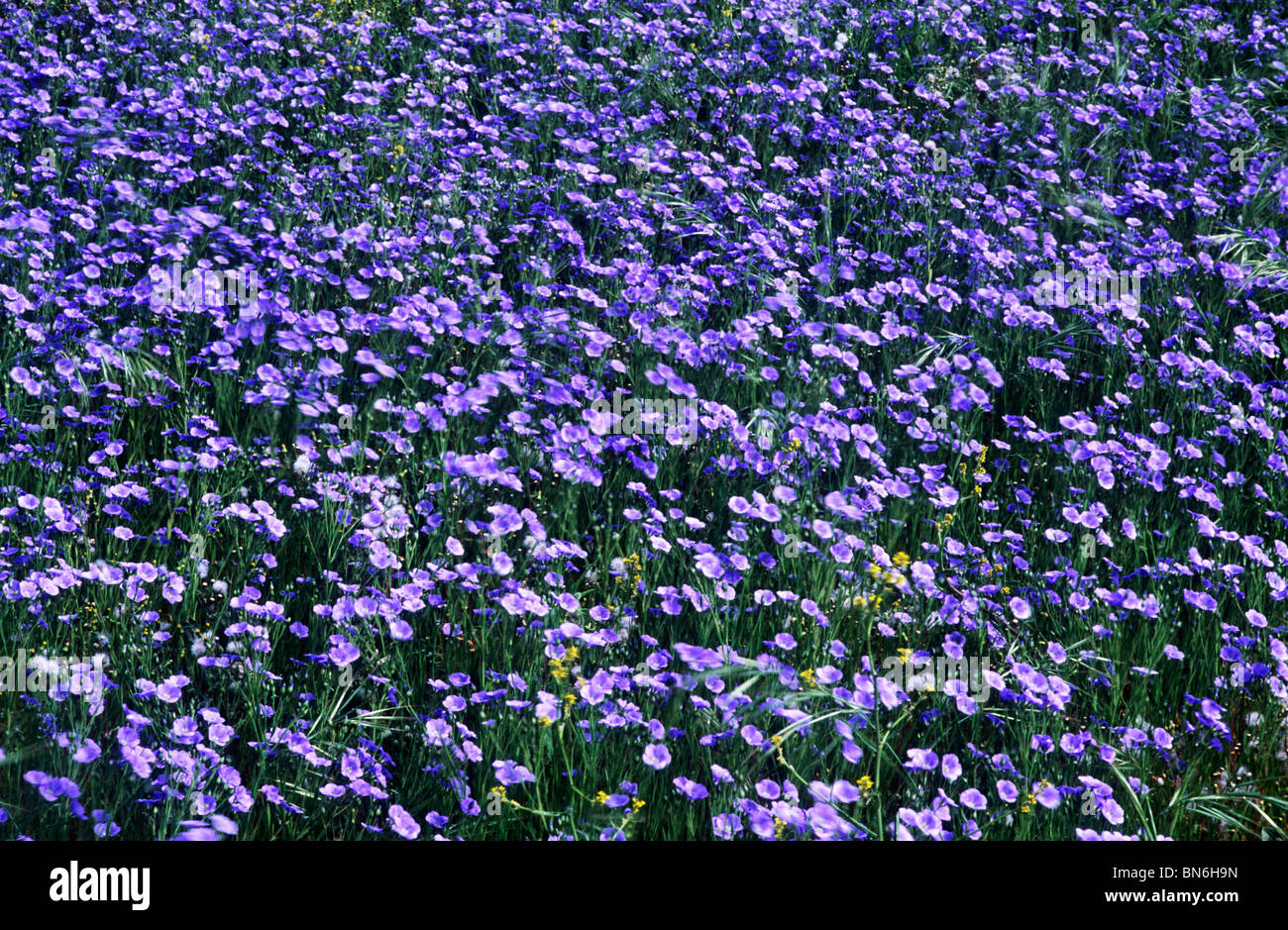 Olio di semi di lino, lino raccolto agricolo blu fiore fiori raccolti Foto Stock