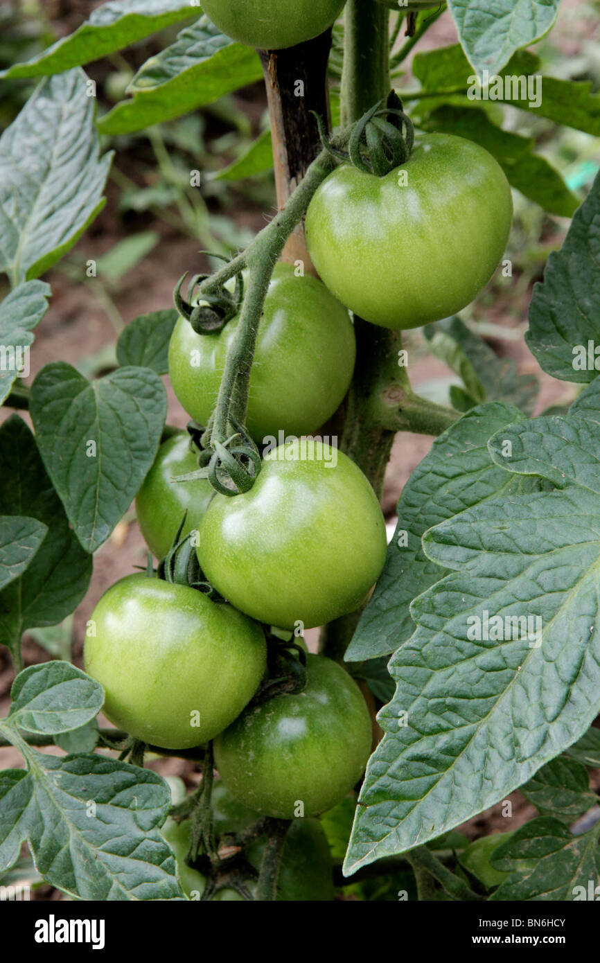 Verde pomodoro italiano Foto Stock