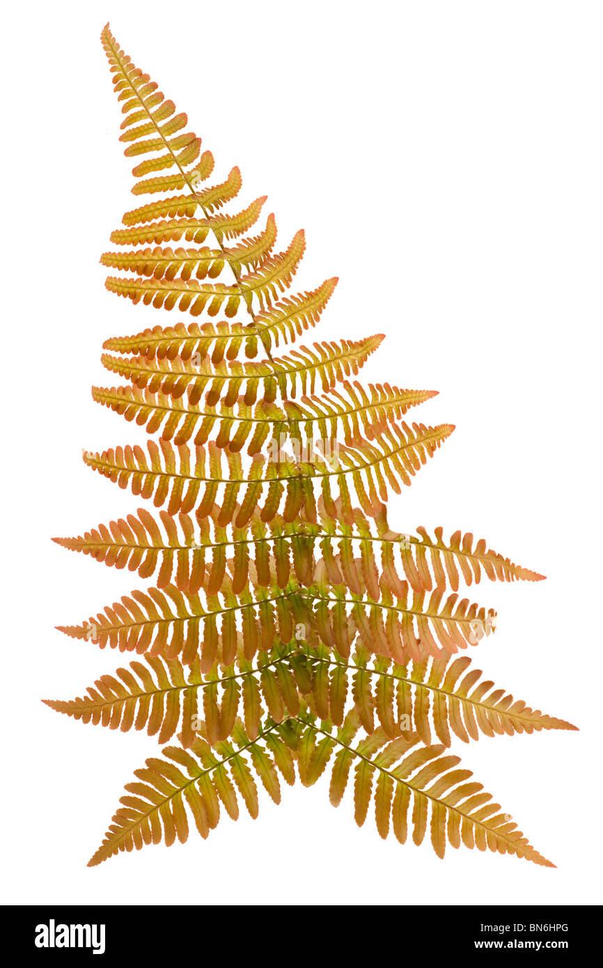 Unica foglia di un giapponese di scudo Fern Foto Stock