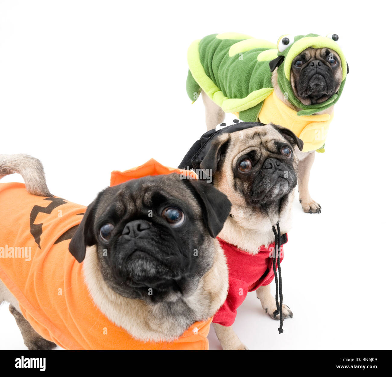 Tre Pugs vestite per Halloween Foto Stock