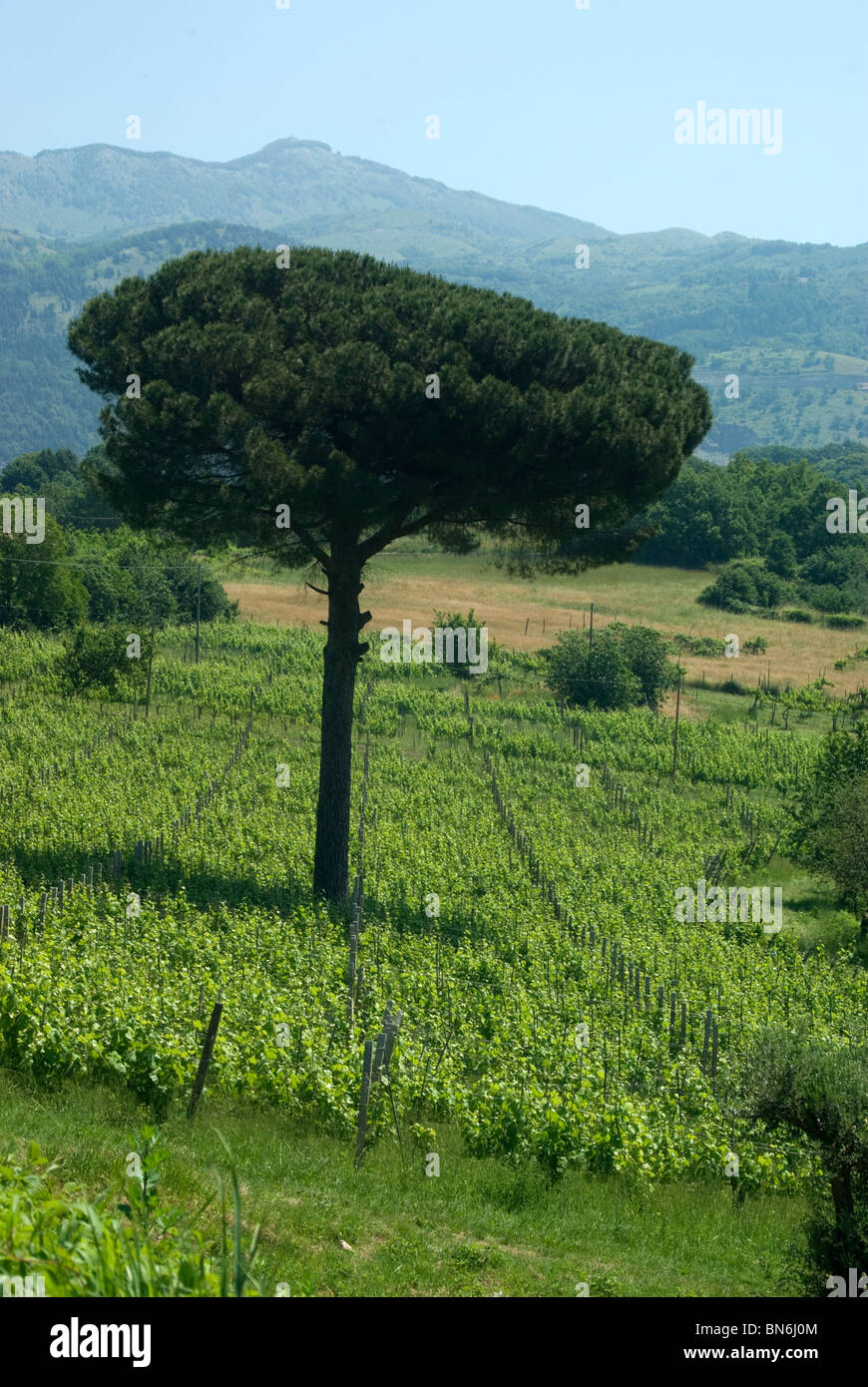 Il Fiano vigna a Sorbo Serpico, Campania, Italia (Fiano di Avellino DOCG) Foto Stock