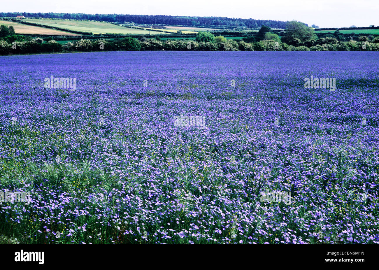 Olio di semi di lino, lino, piante coltivate agricole colture in campo raccolto i campi blu fiore fiori paesaggio di colture Foto Stock