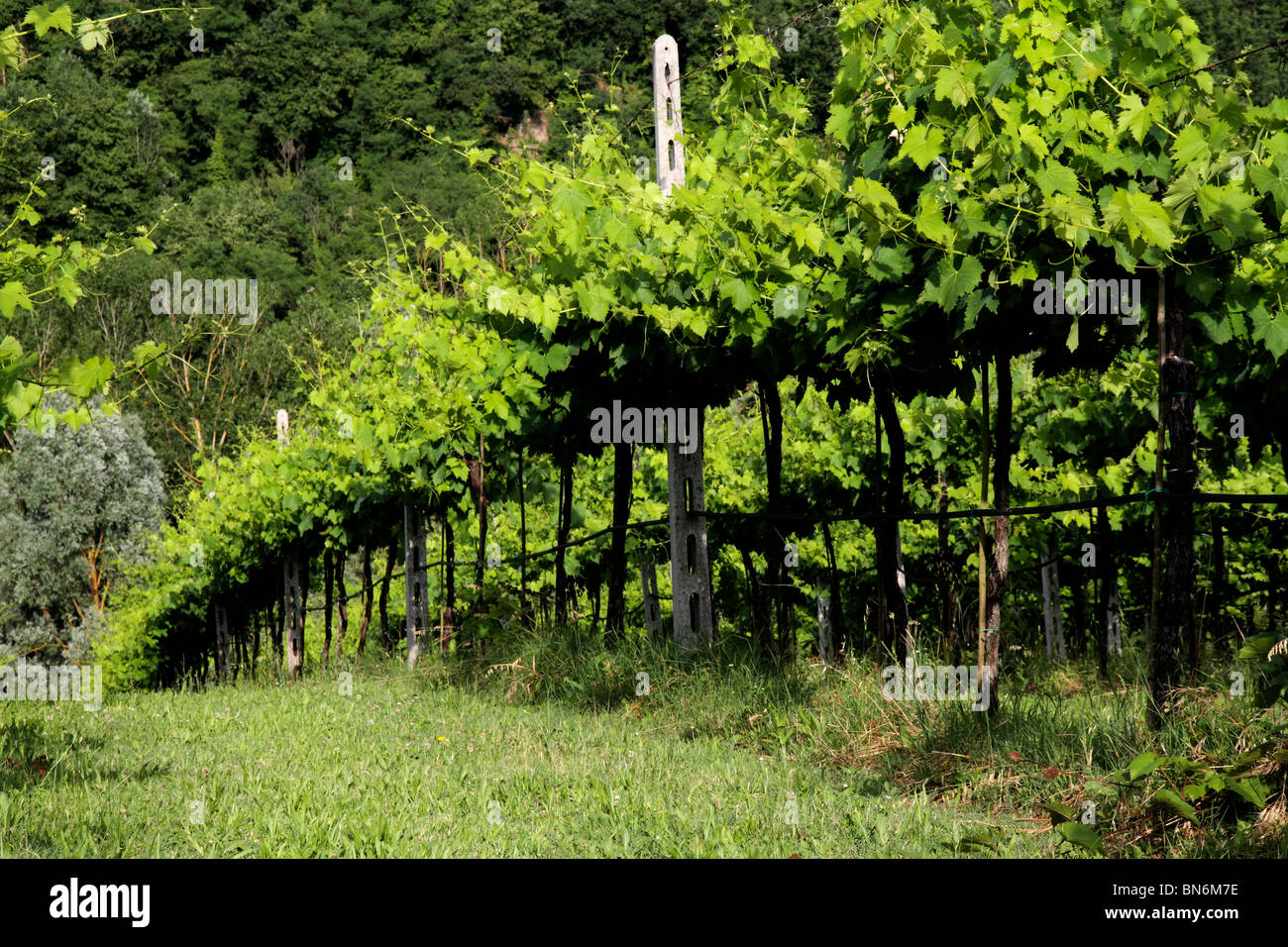 Vigneto italiano Foto Stock