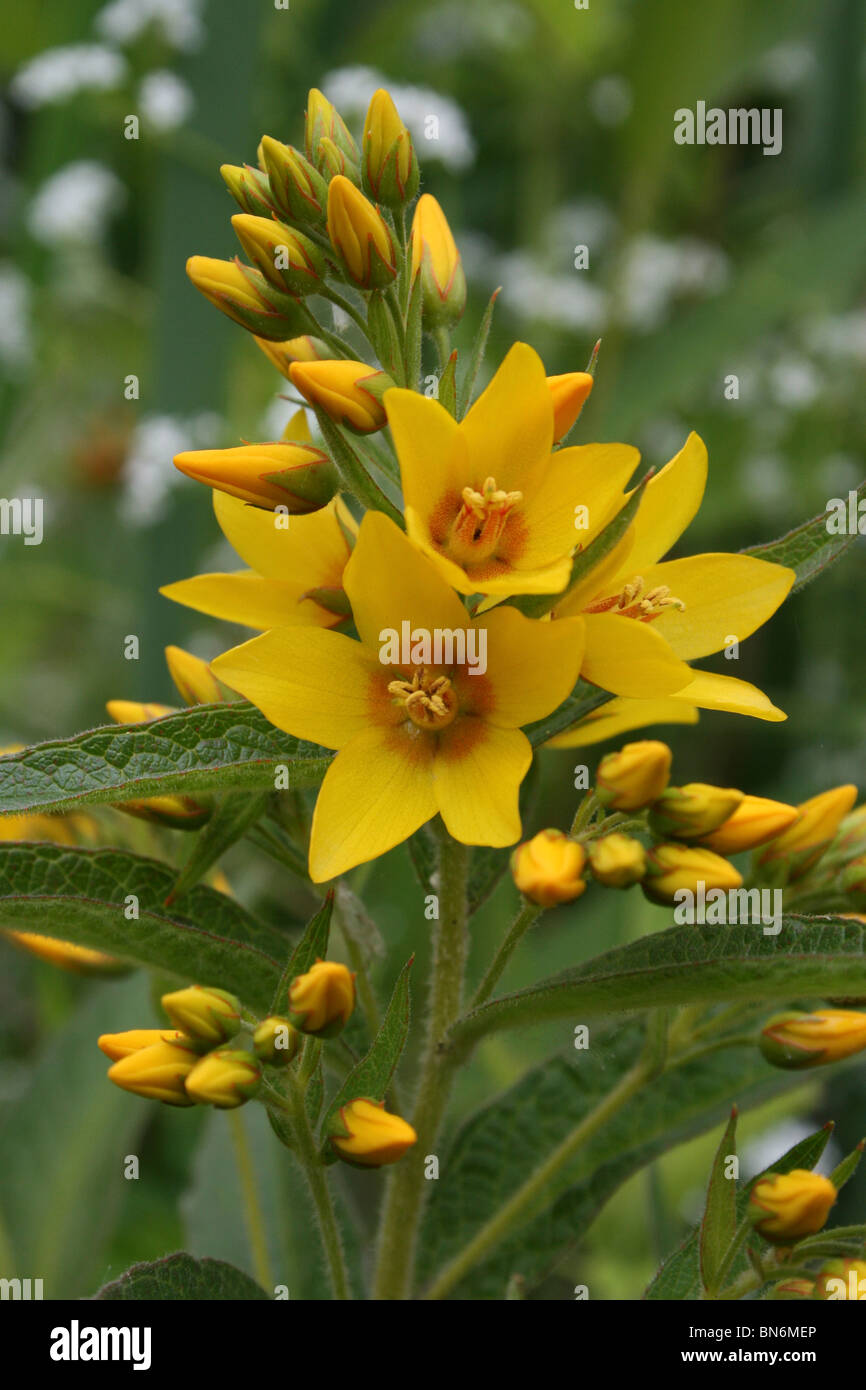 Giallo Loosestrife Lysimachia vulgaris prese a Martin mera WWT, LANCASHIRE REGNO UNITO Foto Stock