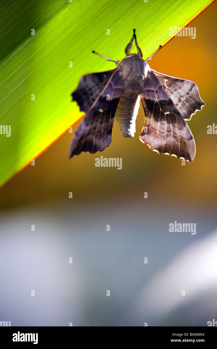 Immagine macro di un giardino Moth con spazio di copia Foto Stock