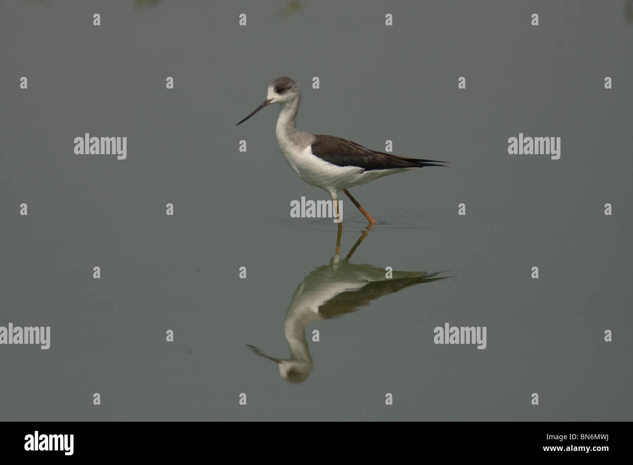 Black-winged Stilt riflesso in acqua ancora Foto Stock