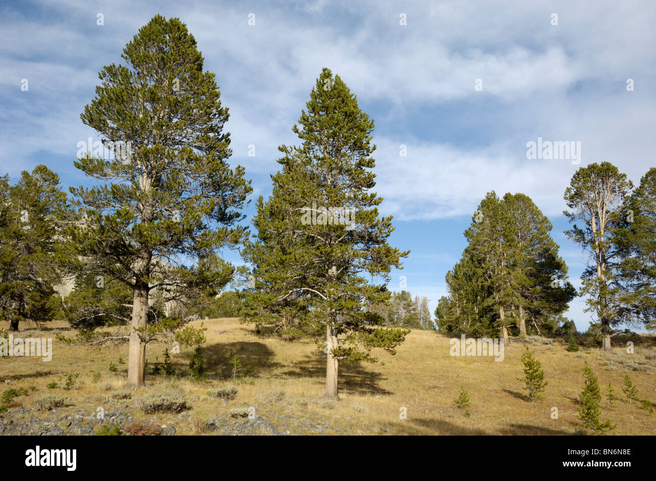 Whitebark Pine Trees, Pinus albicaulis, Nuvola Bianca montagne, montagne rocciose, Idaho, Stati Uniti d'America Foto Stock