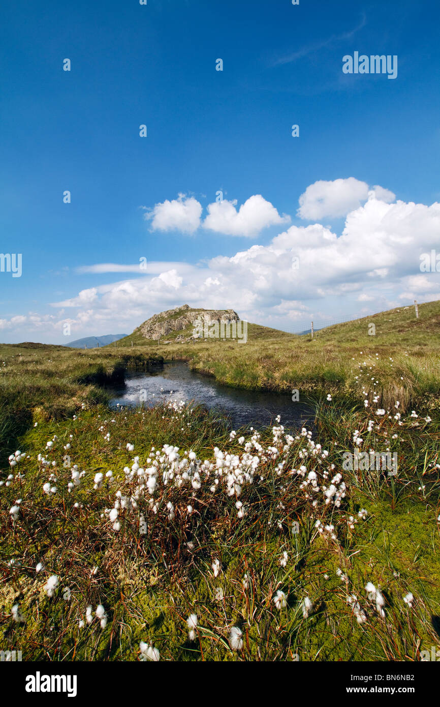 "Seduta alta' 608metri di erba di cotone in fiore nella Torbiera piscine attorno al Vertice di montagna, il Lake District Cumbria Inghilterra England Regno Unito Foto Stock