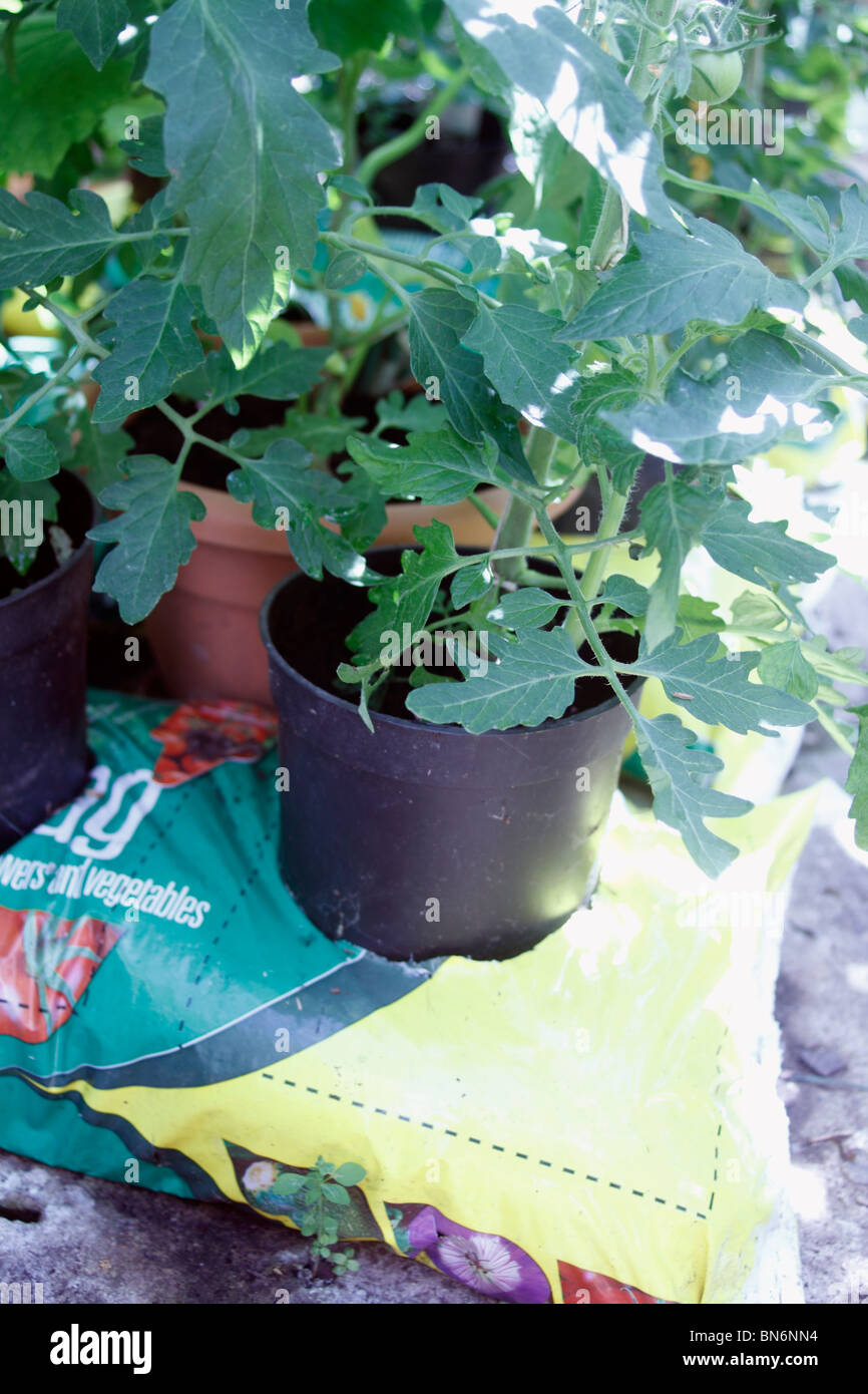 Pianta di pomodoro (Solanum Lycopersicum) cresciuto in un gro-bag in una casa verde. Tagliare il fondo di una pentola e piantare le piantine di pomodoro per il fatto che, e poi in un grobag e dà le radici più spazio per crescere. Il supporto dello stelo, in questo esempio si utilizza la stringa legata al tetto Foto Stock