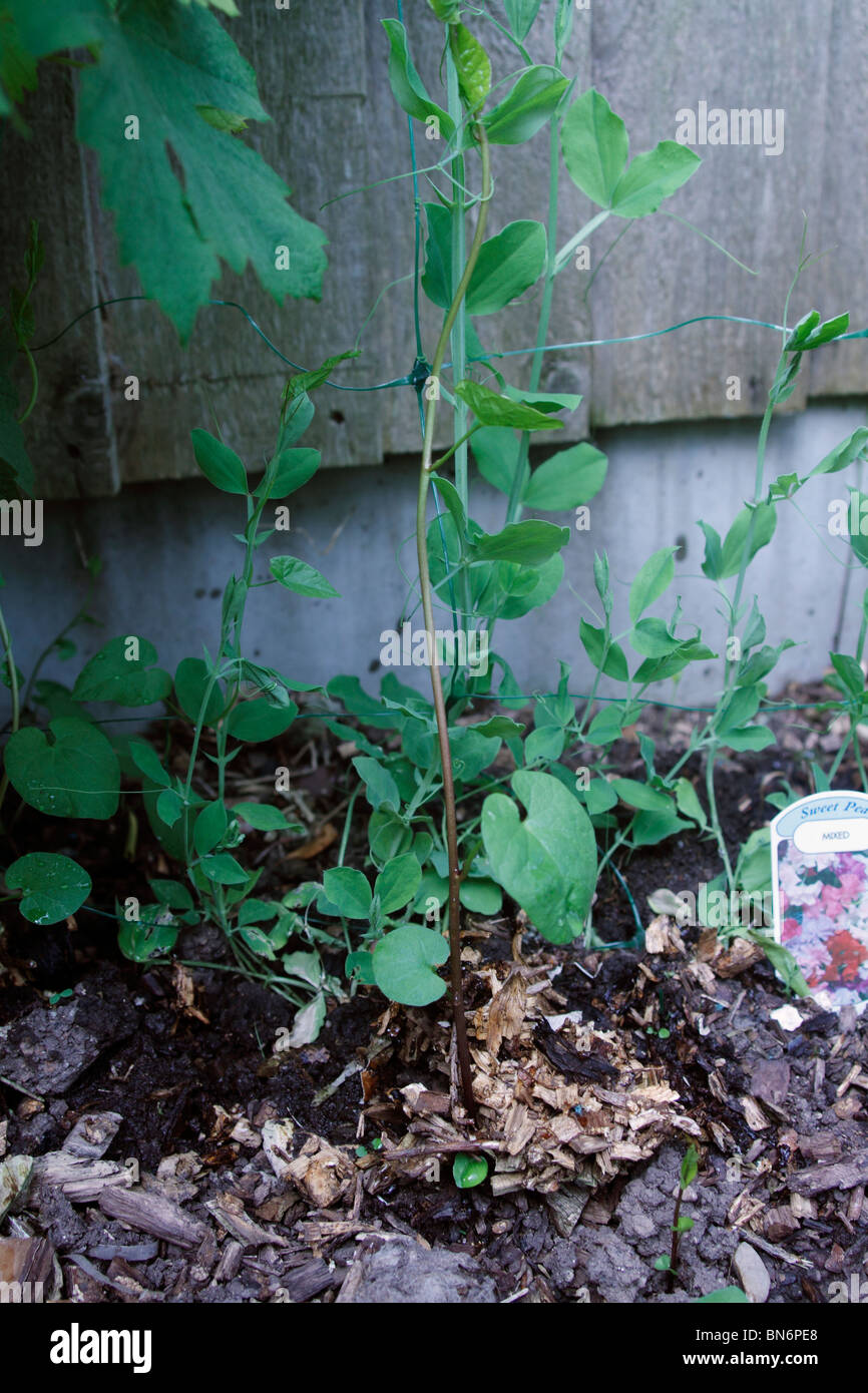 Hedge centinodia, Calystegia sepium, attaccando un pisello dolce pianta. Noto anche come Bearbind, Bellbine, Devil's Budella, Hedge-Bell, Inferno erbaccia, Withybind. Arrampicata piante erbacee perenni, diffusione mediante metropolitana strisciante steli che piace si radunano vicino alle pareti di ritegno se presente, e talvolta da seme. È molto invasiva e soffocare la più delicata di piante ornamentali se consentito. Sap agisce come un lassativo. Foto Stock