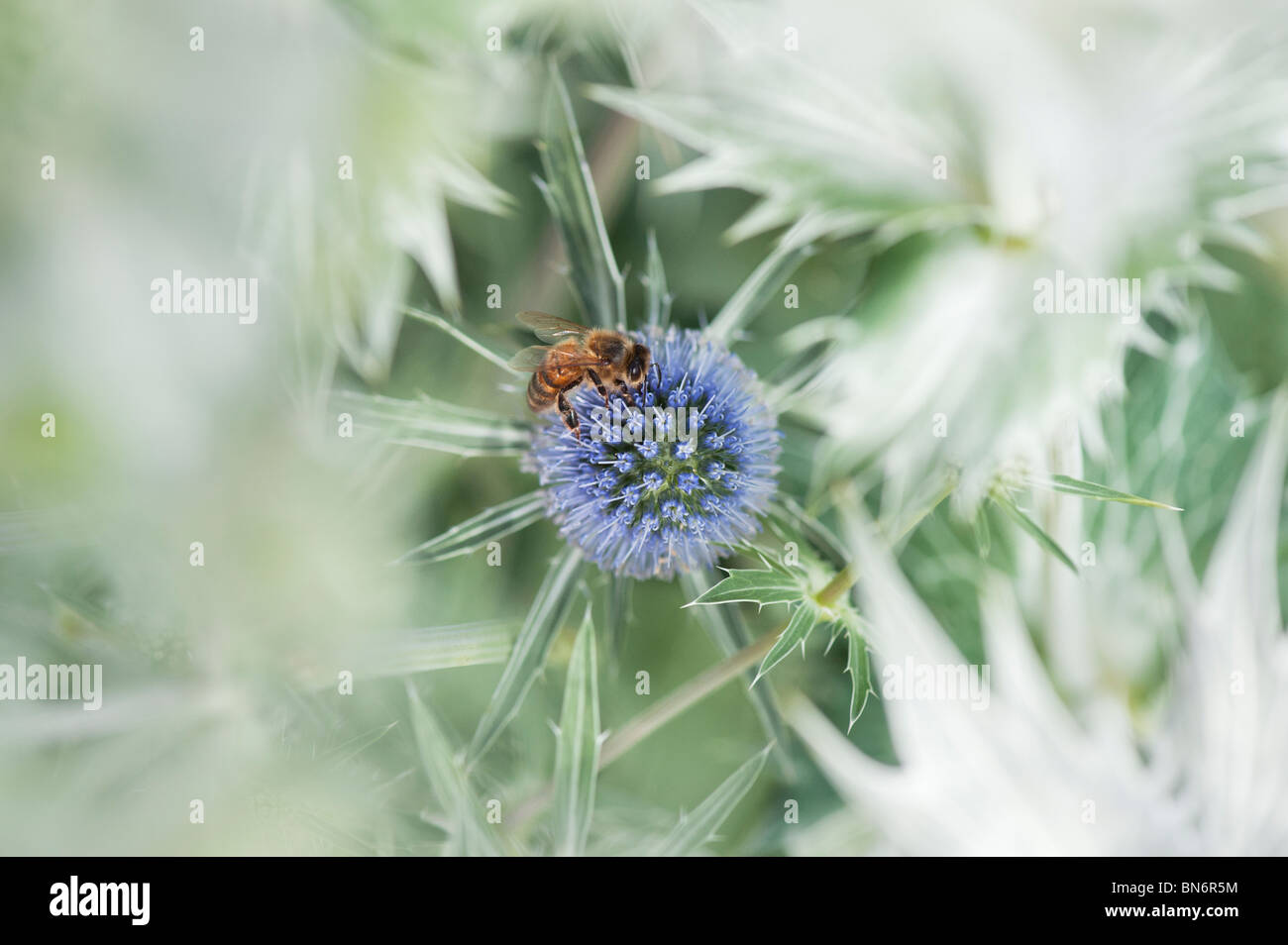 Il miele delle api su Eryngium x zabelii Jos Eijking mare holly in un paese di lingua inglese giardino Foto Stock