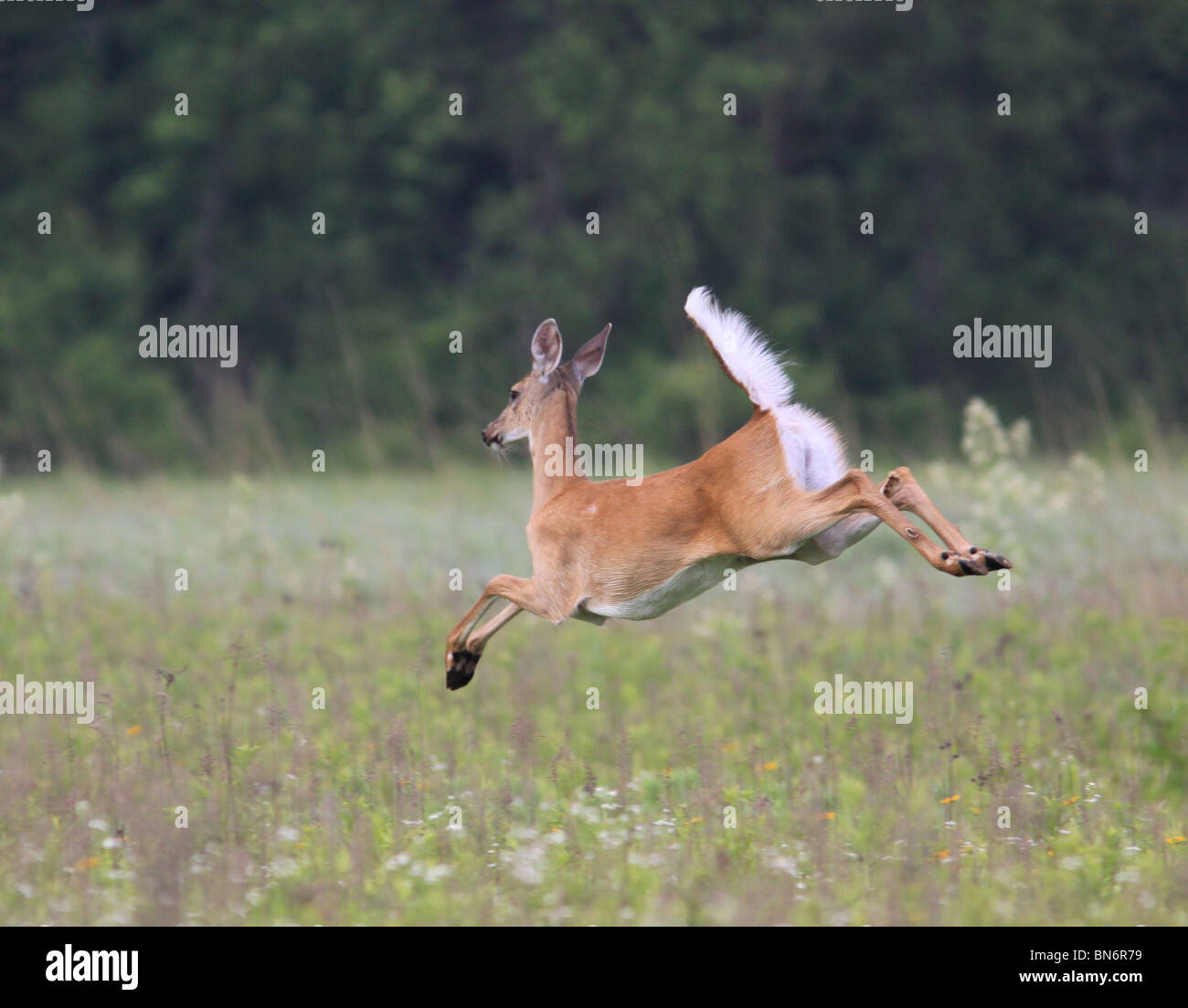White Tailed Deer doe coda segnale di allarme ohio Foto Stock