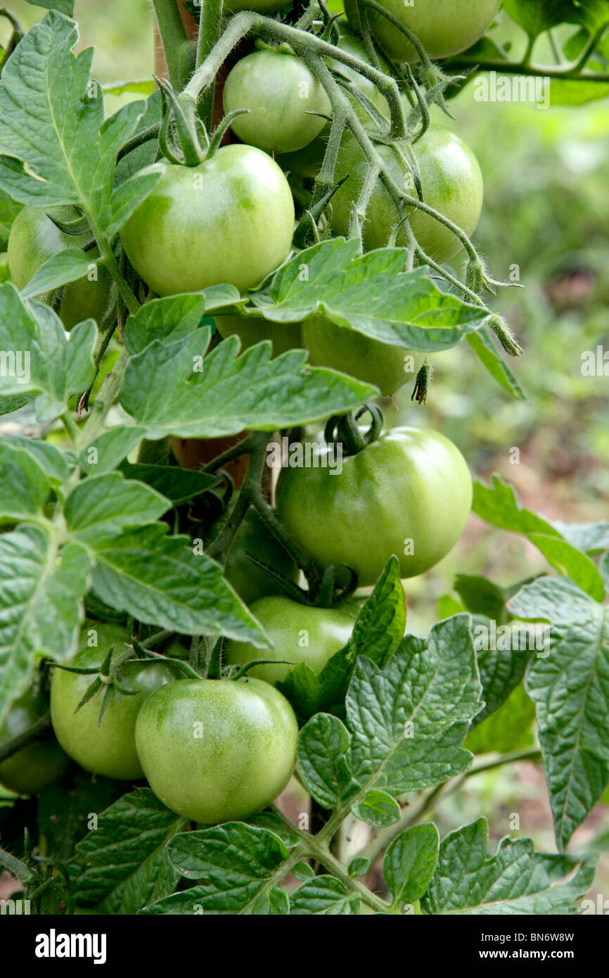 Verde pomodoro italiano Foto Stock