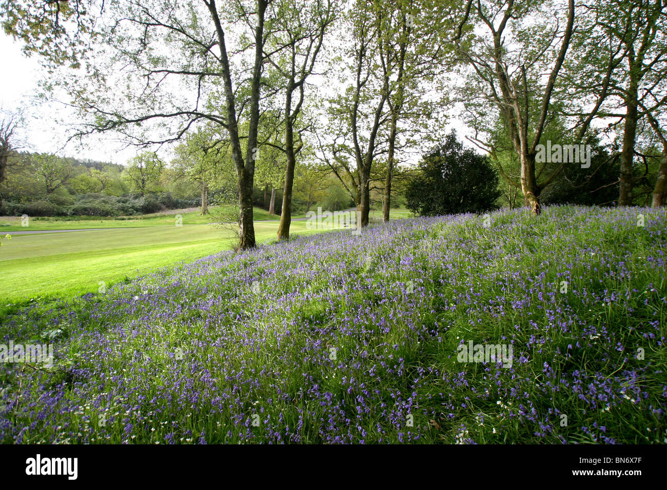 Loch Lomond e campo da Golf di Glasgow, Scozia. Foro 16 fiori e alberi. Foto Stock