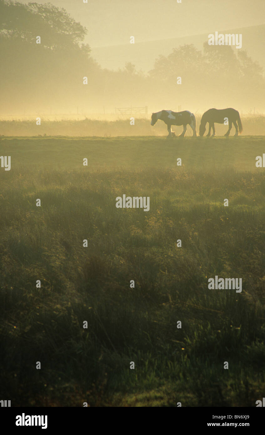 Cavalli da lavoro pascolano sulle rive del fiume cuckmere nel South Downs national park, East Sussex, Inghilterra. Foto Stock