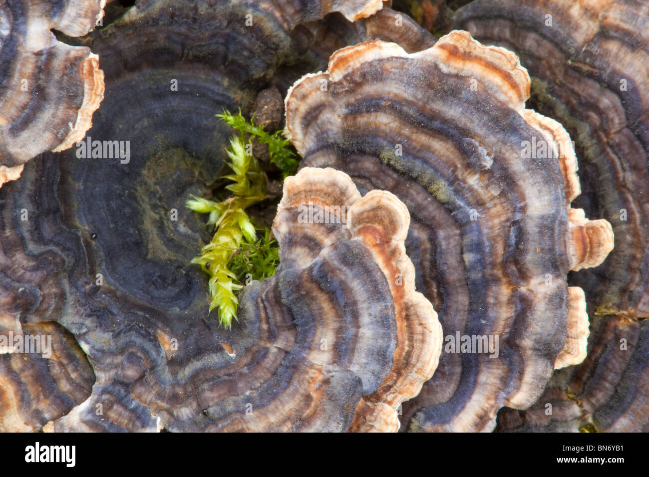 Molte zone Polypore; Coriolus versicolor Foto Stock