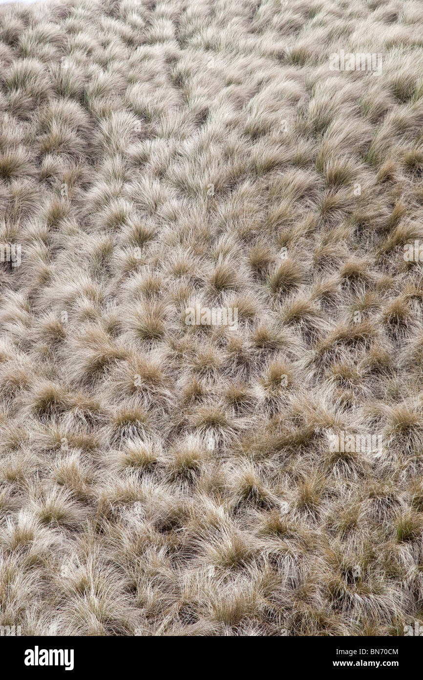 Marram erba; Ammophila arenaria; patterns Foto Stock