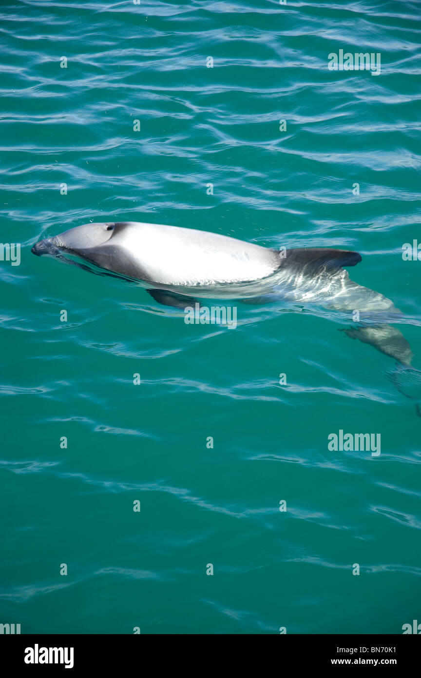 Hector 's Dolphin Cephalorhynchus hectori Akaroa Nuova Zelanda Foto Stock