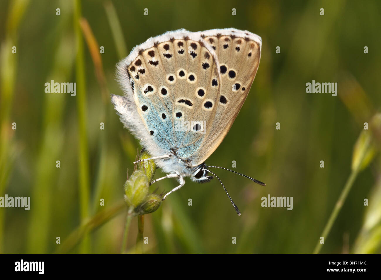 Grande femmina Blue Butterfly( Maculinea Arion), Collard Hill, Somerset, Inghilterra, Regno Unito Foto Stock
