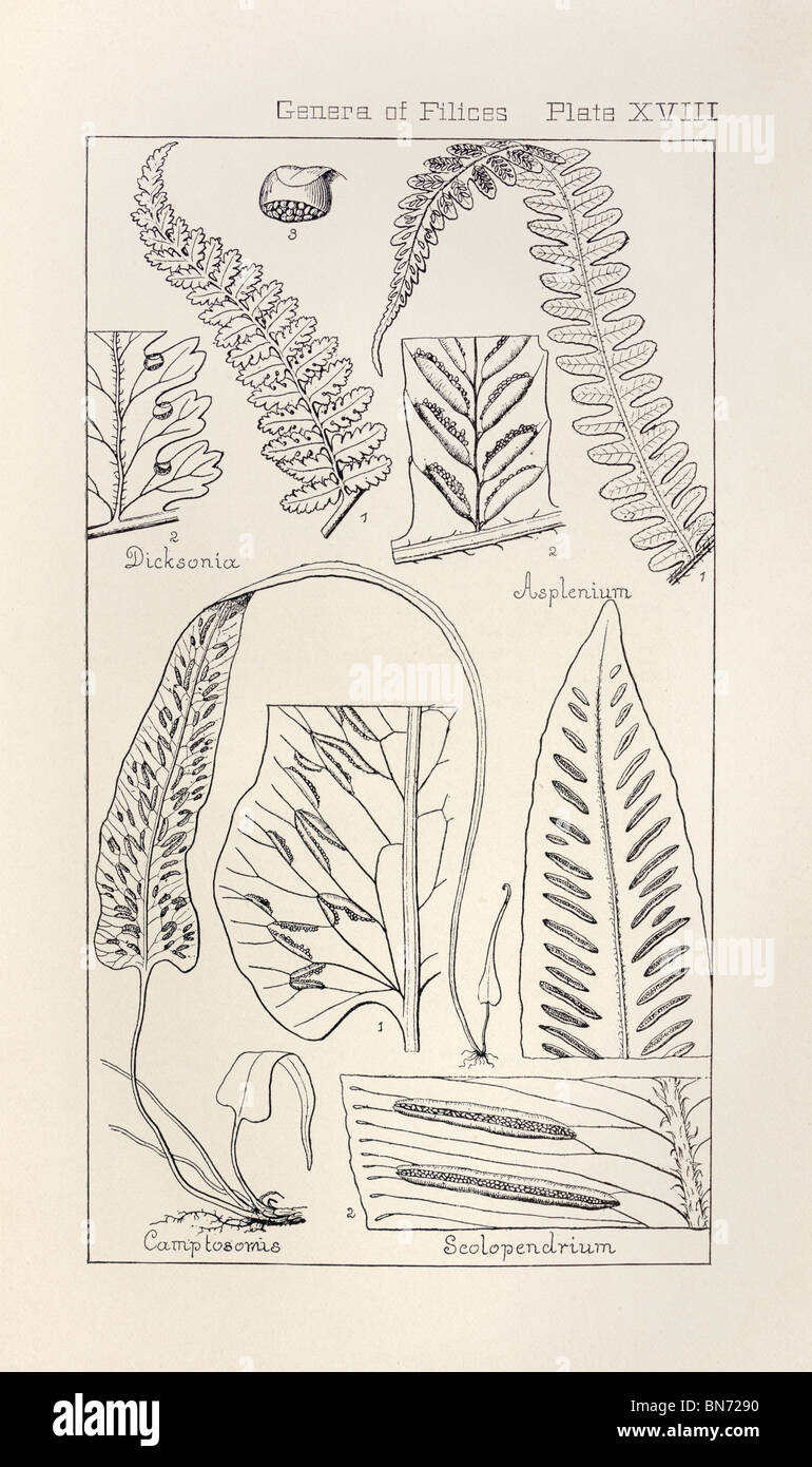 Stampa botanica da manuale di botanica del Nord degli Stati Uniti Asa Gray, 1889. Piastra XVIII, generi di Filices. Foto Stock