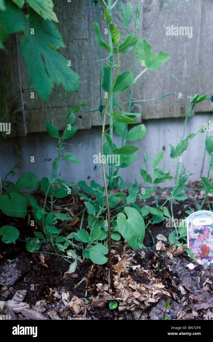 Hedge centinodia, Calystegia sepium, attaccando un pisello dolce pianta. Noto anche come Bearbind, Bellbine, Devil's Budella, Hedge-Bell, Inferno erbaccia, Withybind. Arrampicata piante erbacee perenni, diffusione mediante metropolitana strisciante steli che piace si radunano vicino alle pareti di ritegno se presente, e talvolta da seme. È molto invasiva e soffocare la più delicata di piante ornamentali se consentito. Sap agisce come un lassativo. Foto Stock