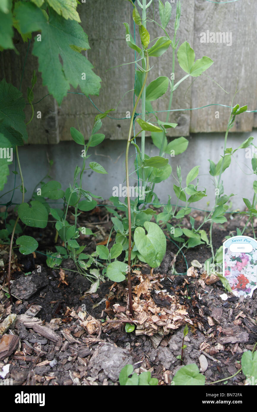Hedge centinodia, Calystegia sepium, attaccando un pisello dolce pianta. Noto anche come Bearbind, Bellbine, Devil's Budella, Hedge-Bell, Inferno erbaccia, Withybind. Arrampicata piante erbacee perenni, diffusione mediante metropolitana strisciante steli che piace si radunano vicino alle pareti di ritegno se presente, e talvolta da seme. È molto invasiva e soffocare la più delicata di piante ornamentali se consentito. Sap agisce come un lassativo. Foto Stock
