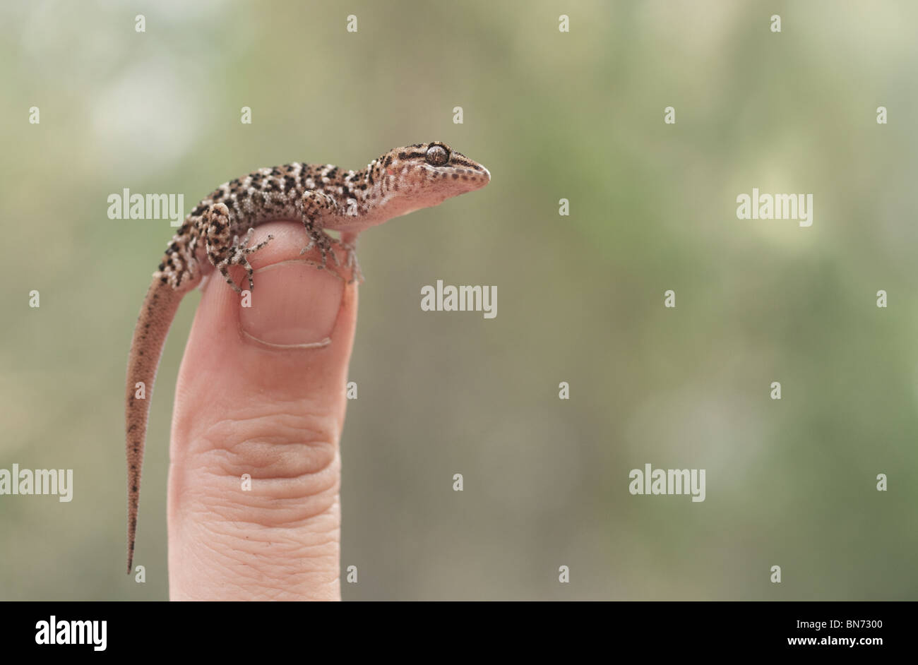 Gecko vittatus rettile lucertola fauna animale australian Foto Stock