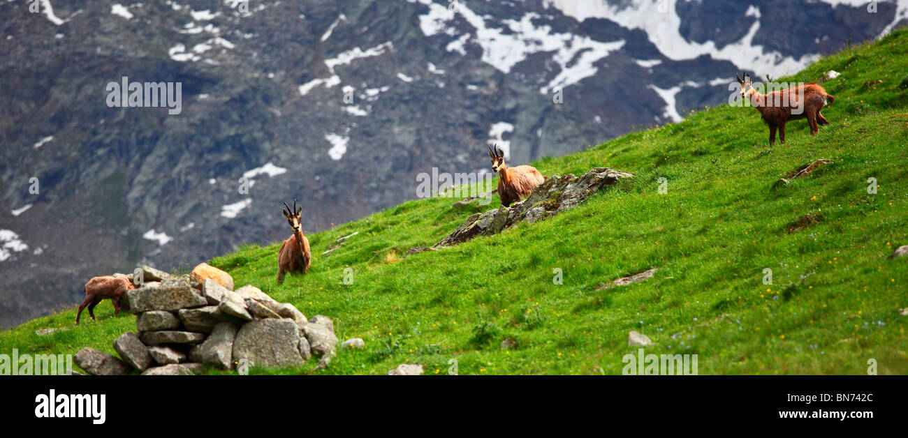 Il gran paradiso, alpi italiane, wild sfondo camoscio Foto Stock