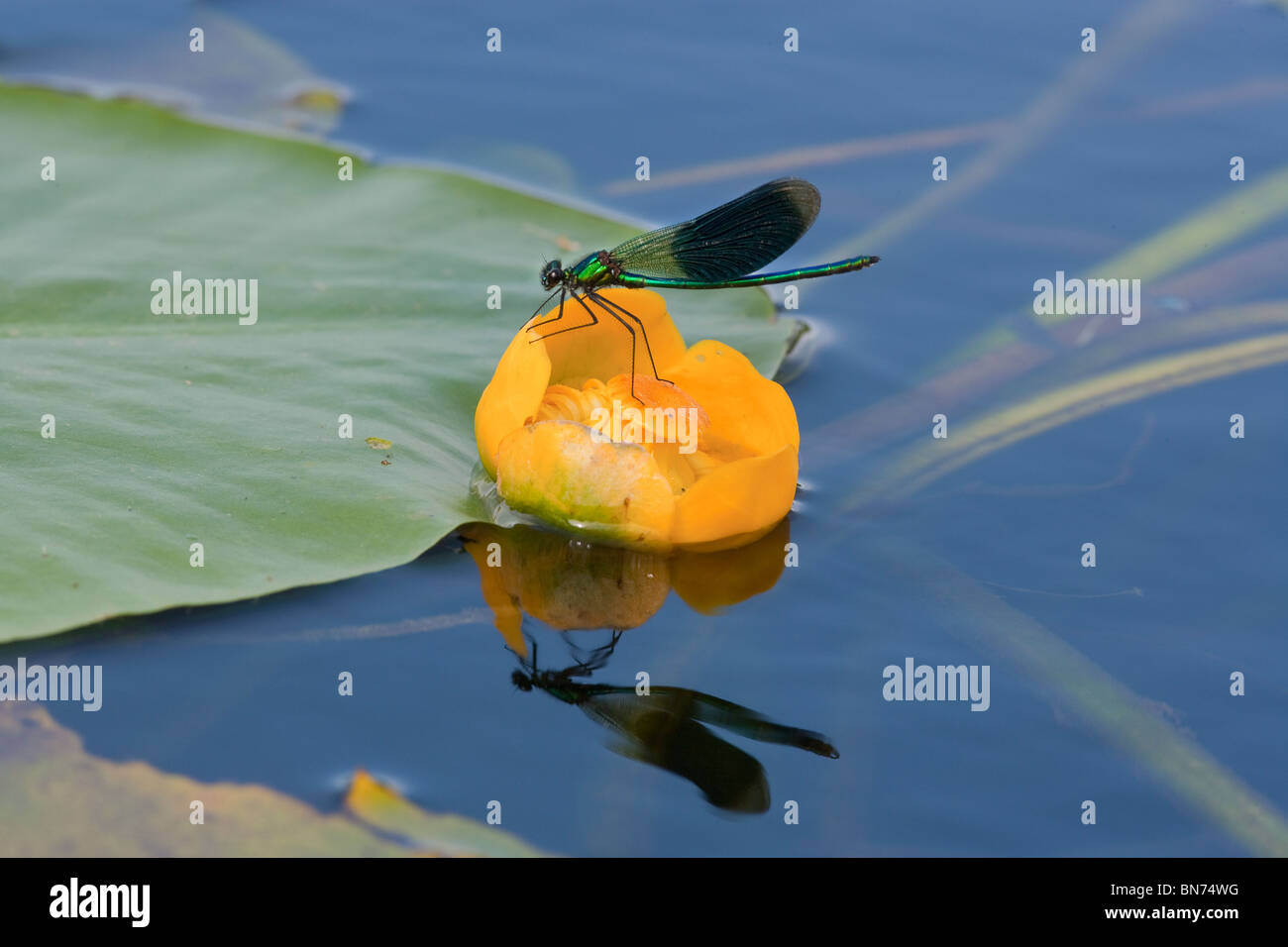 Nastrare maschio Demoiselle Damselfly Calopterys splendens su acqua giglio Foto Stock