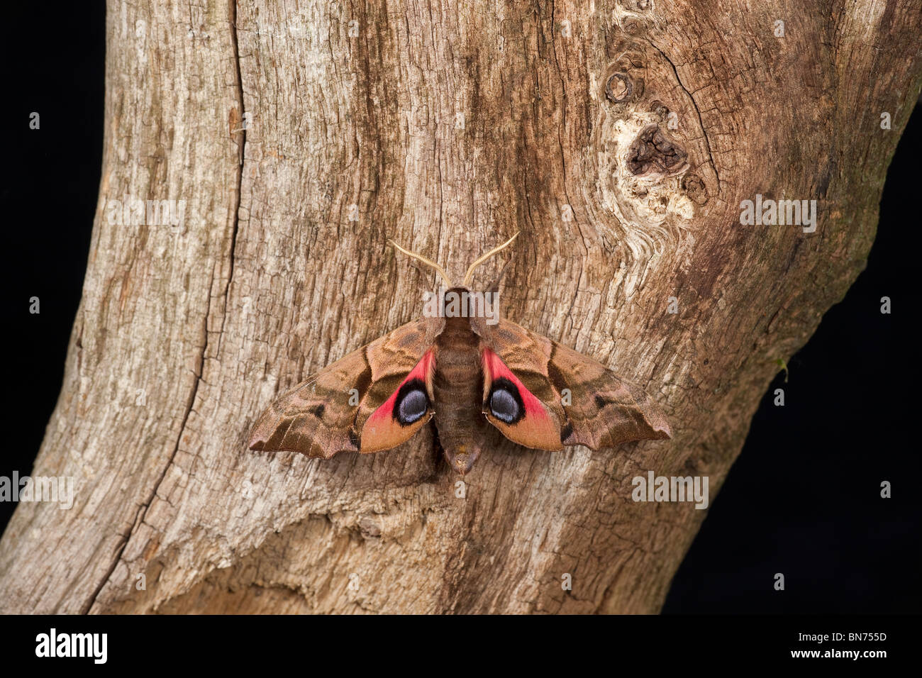 Eyed hawk-moth Smerinthus ocellat poggiante sulla struttura ad albero che mostra gli occhi Foto Stock