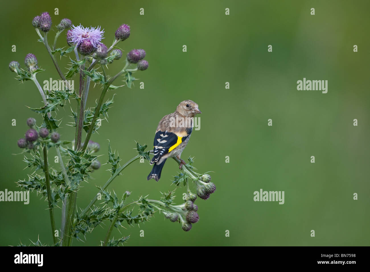 Cardellino Carduelis carduelis capretti alimentazione su Creeping Thistle Foto Stock
