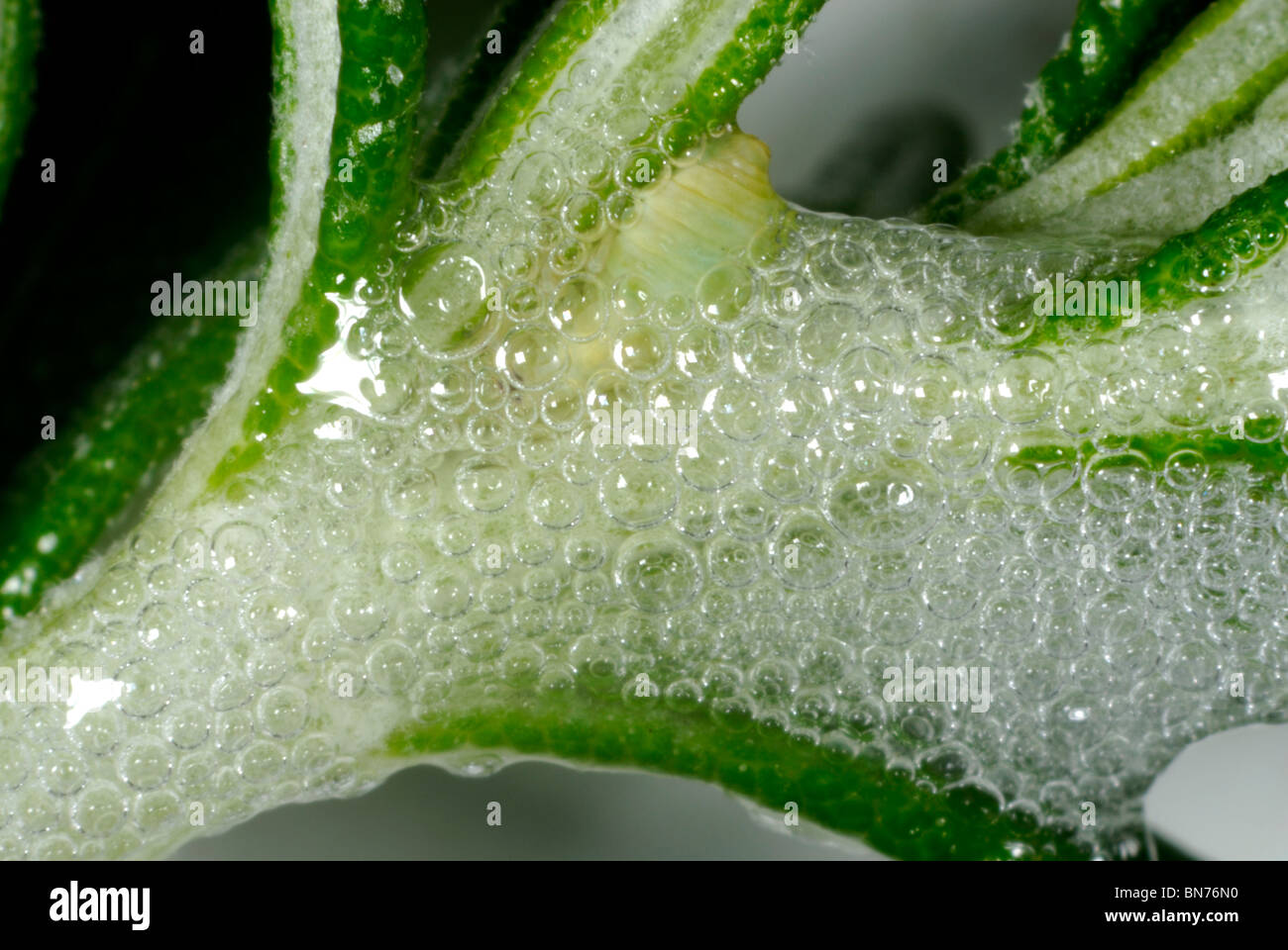 Comune (froghopper Philaenus spumarius) ninfa tra il cuculo sputare bolle Foto Stock