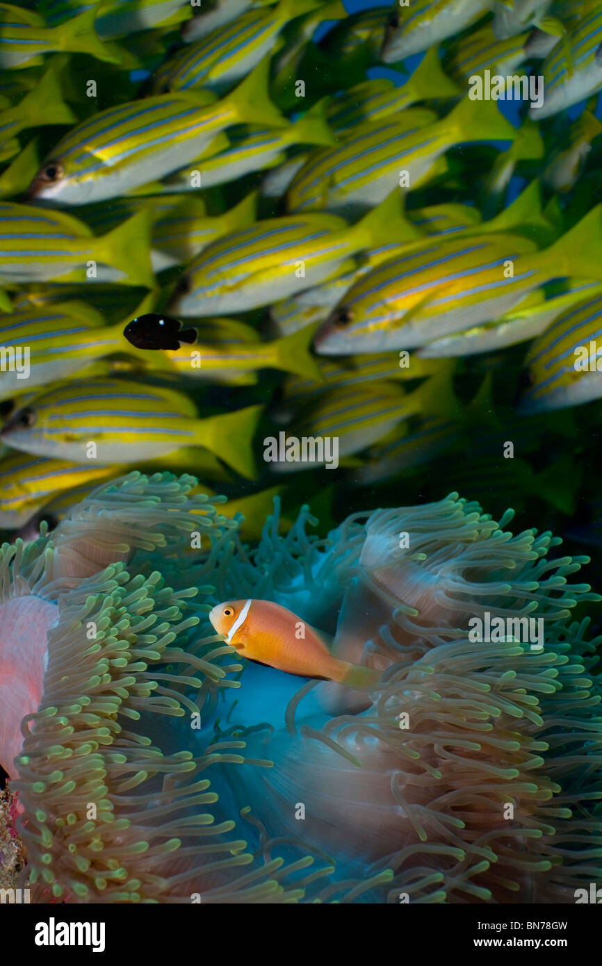 Maldive anemonefish (Amphiprion nigripes) in anemone; Bluestripe snapper (Lutjanus kasmira) school in background Foto Stock