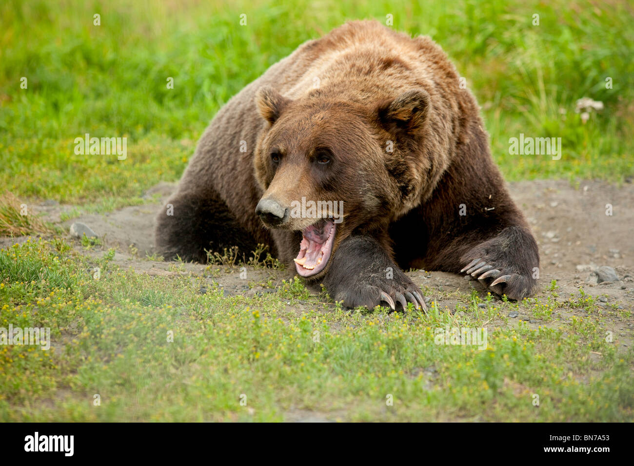 CAPTIVE adulto orso grizzly stabilisce su erba e sbadigli, Alaska Wildlife Conservation Centre, Alaska Foto Stock