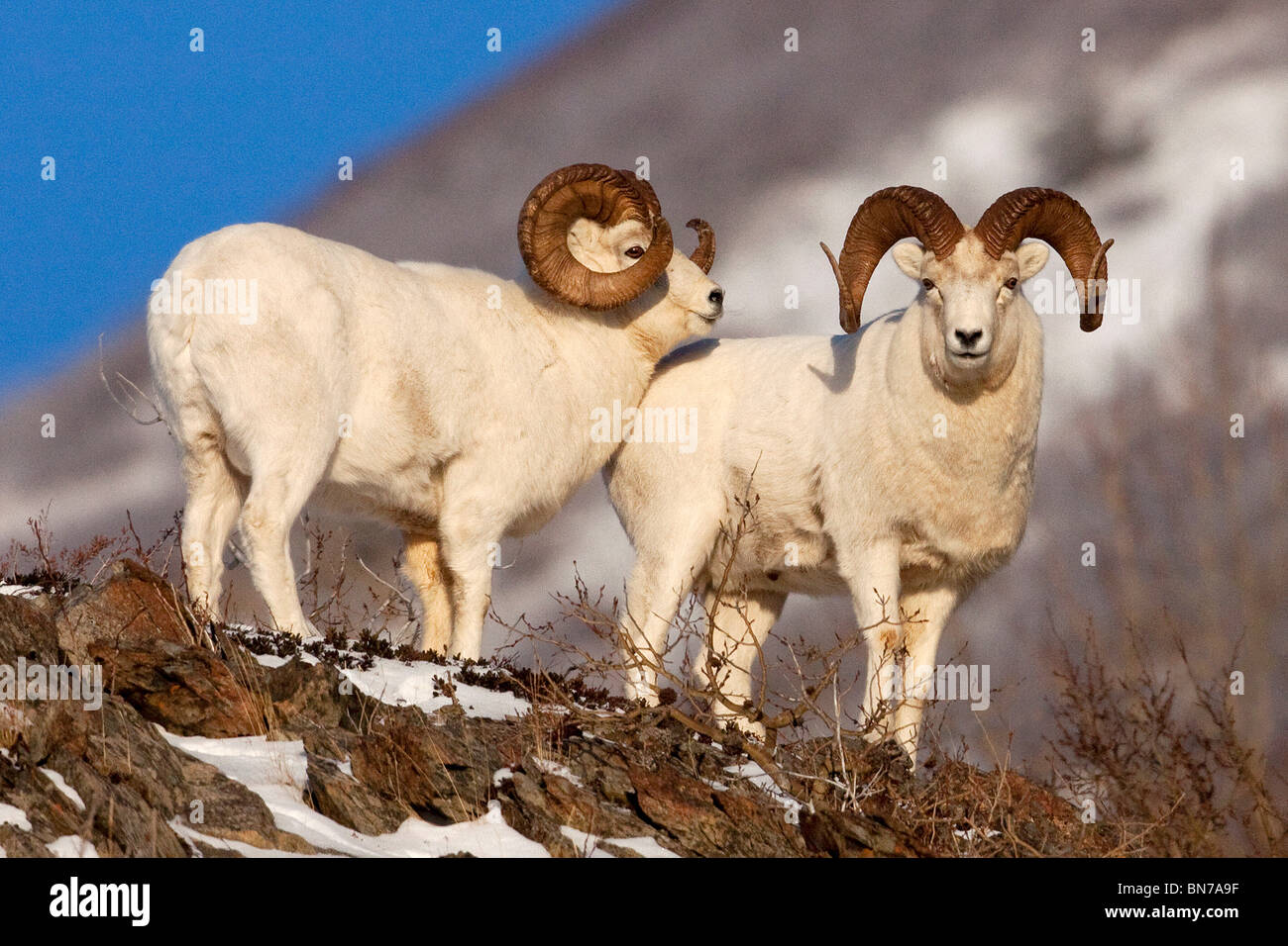 Due full-curl ram Dall pecore a Ventoso punto zona, Alaska Foto Stock