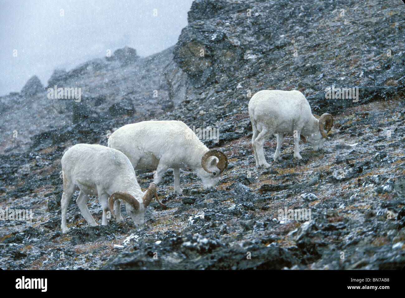 Dall pecore arieti alimentando in un inizio di caduta tempesta di neve, Primrose Ridge, il Parco Nazionale di Denali, Alaska Foto Stock