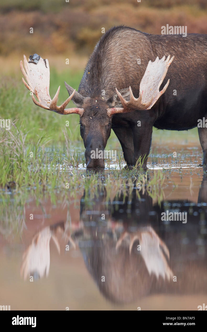 Bull moose passeggiate attraverso un laghetto nel Parco Nazionale di Denali, Alaska Foto Stock
