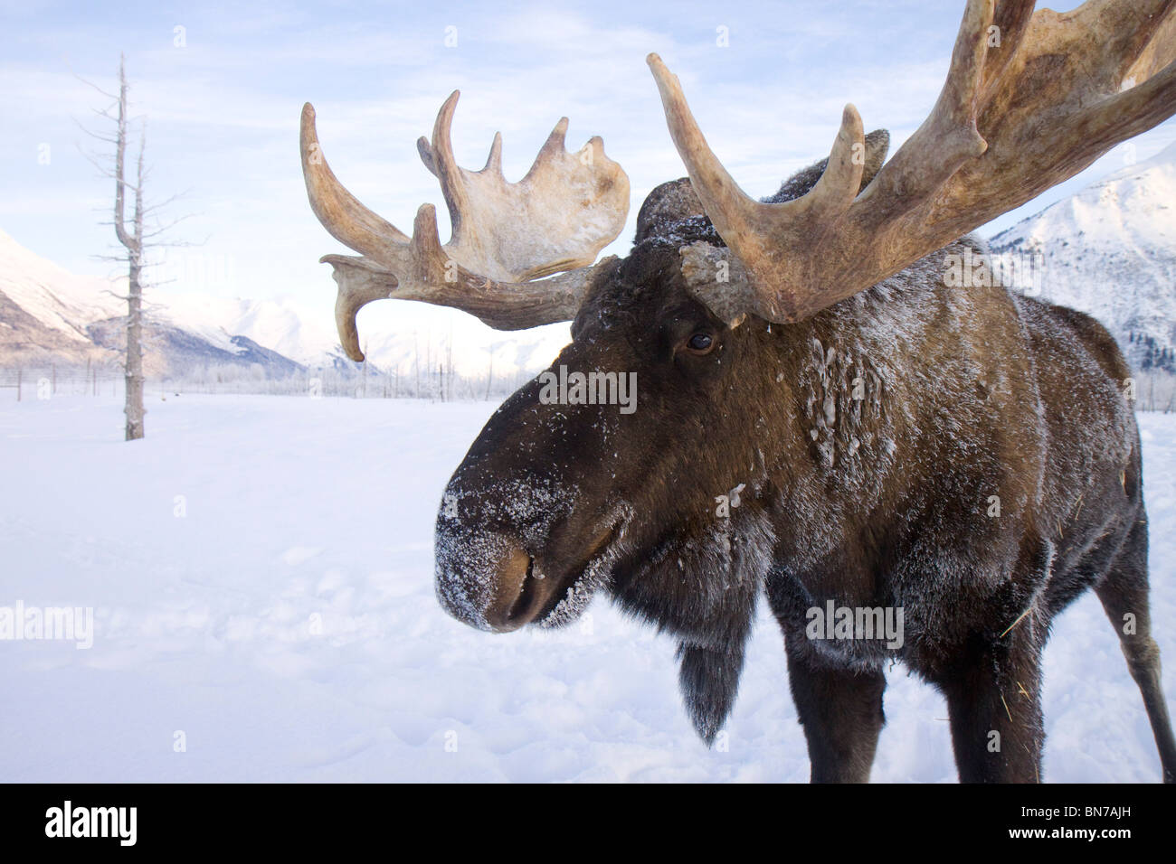 CAPTIVE bull moose smerigliato con corna di cervo e di ricoprire in Alaska Wildlife Conservation Centre, Alaska Foto Stock