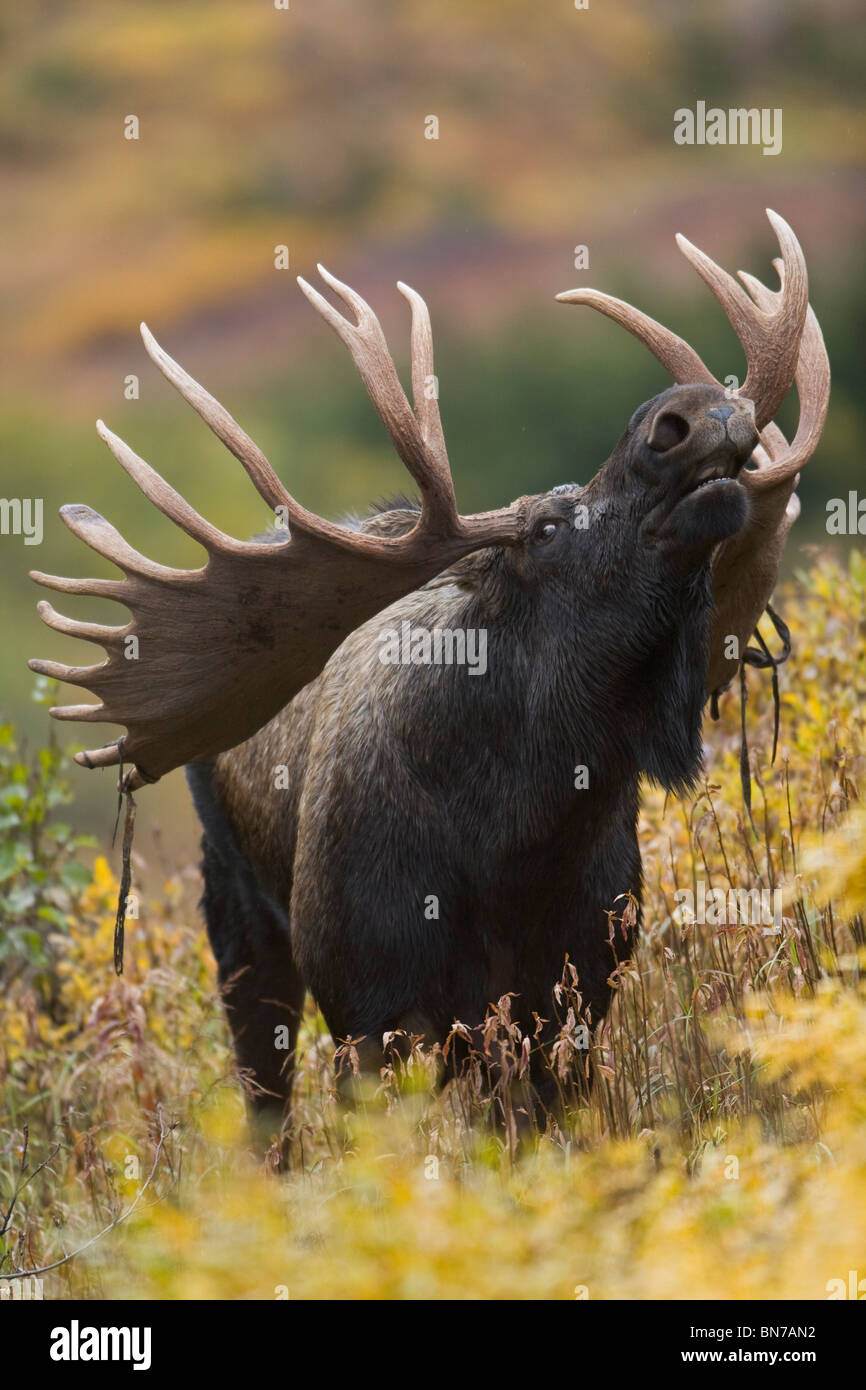 Moose bull mostra una risposta di flehmen (lip curl) durante la routine in autunno, Powerline Pass, Chugach State Park, Alaska Foto Stock