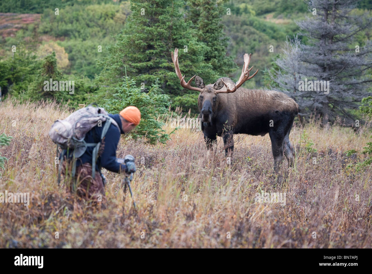 Moose bull filmata da videografi durante la caduta rut, Powerline Pass, Chugach State Park, Chugach Mountains, Alaska Foto Stock