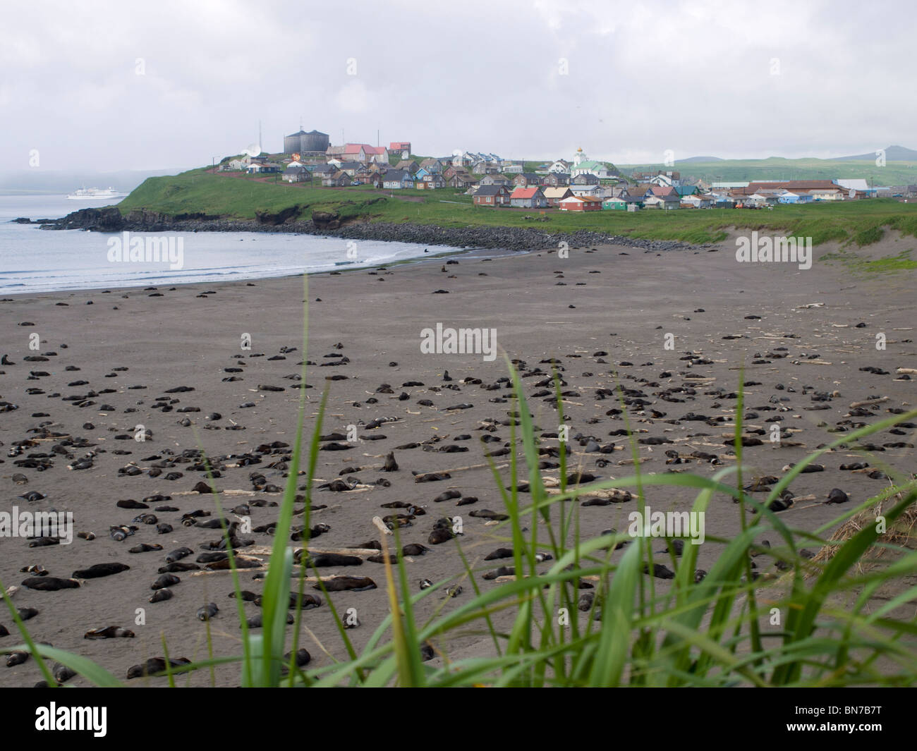 Corso di laurea cala al di fuori del Nord le foche vicino alla città di San Paolo sulla isola di San Paolo, Alaska, estate Foto Stock