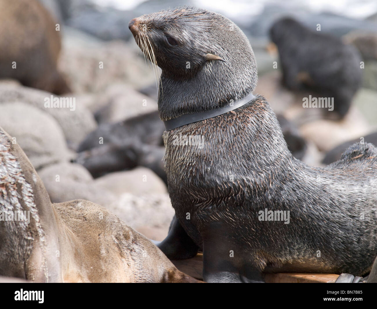 Northern femmina pelliccia sigillo impigliato in un anello di gomma prelevati in mare, mare di Bering, Isola di San Paolo, Alaska, estate Foto Stock